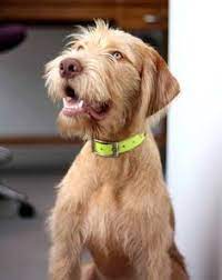 The best part about the vizsla appearance is their coats. 14 Best Wirehaired Vizsla Ideas Wirehaired Vizsla Vizsla Hunting Dogs