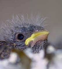 Check spelling or type a new query. Nature Photography Newborn Birds Newborn Baby
