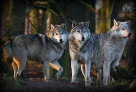 Wolf Wood Wolf Pictures Wild Wolf Wolf Love
