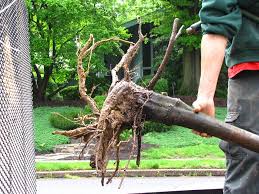 Root System