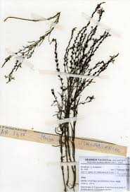 Image result for Striga bilabiata