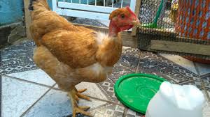 Vacina contra bouba das aves(caroço nos pintinhos), passo a passo preparo e aplicação da vacina. Como Previnir Bouba Aviaria E Mostrando O Desenvolvimento Dos Pintinhos Youtube