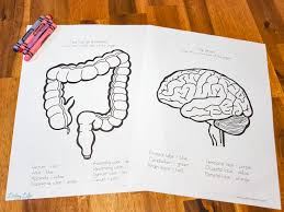 In these page, we also have variety of images available. Human Body Organs Coloring Pages For Kids