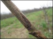 Image result for Walnut blight
