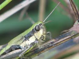 Some types of grasshoppers make noise or stridulate by rubbing pegs on their hind legs against parts of their forewings. Caelifera