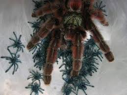 Pin By Book Lady Zan On Insectos Pink Toes Spider Tarantula