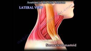 The stylohyoid muscle is this muscle here, which connects from the styloid process of the skull to the lateral those are the four suprahyoid muscles in the anterior triangle of the neck. Muscle Anatomy Of The Neck Everything You Need To Know Dr Nabil Ebraheim Youtube
