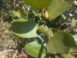 Image result for Paropsia