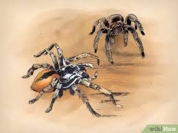 Can you imagine yourself keeping a wild animal as a pet? How To Keep Spiders As Pets 11 Steps With Pictures Wikihow