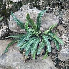 Image result for Asplenium emarginatum