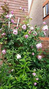 Spirit Of Freedom Rose David Austin Plants