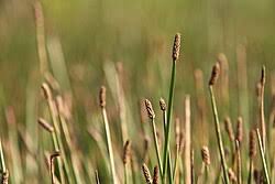 Image result for Eleocharis limosa