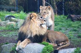 Akron Zoo Akron Zoo Zoo Animals