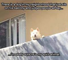 Pin By Blue On Memes Cute Jokes Funny Pictures Funny Animal Memes