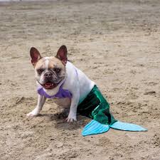 Welcome to impeccabullz french bulldogs! Cherie The Surf Dog On Twitter Haven T You Ever Seen A Frenchie Mermaid Before Frenchbulldog Mermaid Mermaidsighting Coronadodogbeach Theyarereal Saturdayvibes Beachlife Socal Frenchiemermaid Chewy Mermaidtail Https T