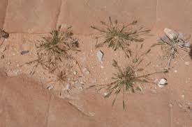 Image result for Centemopsis filiformis