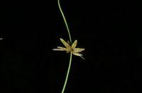 Image result for Pycreus flavescens