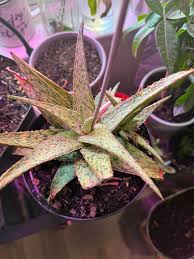 Image result for Aloe ballii