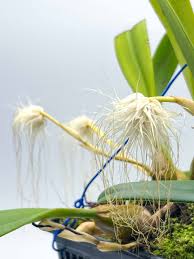 Image result for Bulbophyllum prorepens