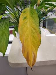It will kill it if no immediate actions are taken. How To Revive A Peace Lily The Houseplant Guru