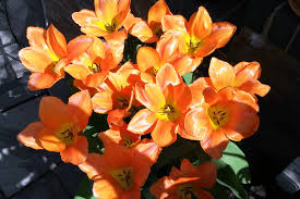 Make sure you know the scientific as well as common name of your plant to be sure it is not toxic. How To Create A Pet Friendly Garden Expatwoman Com