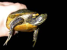 Jun 14, 2020 · common name: Yellow Bellied Slider Facts Habitat Diet Pictures