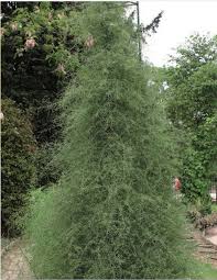 Image result for Asparagus laricinus