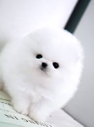 This Real Live Teacup Pomeranian Looks Just Like A Baby Seal Cute Animals With Funny Captions Baby Animals Baby Dogs