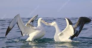 Find the perfect southern royal albatross stock photos and editorial news pictures from getty browse 83 southern royal albatross stock photos and images available, or start a new search to. Southern Royal Albatross Greeting Stock Image C015 0602 Science Photo Library