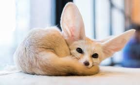4 Different Fox Types Cute Wild Animals Pet Fox Weird Animals