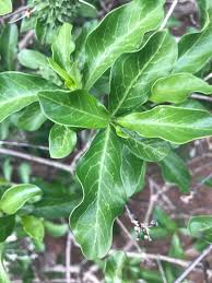 Image result for Pavetta catophylla