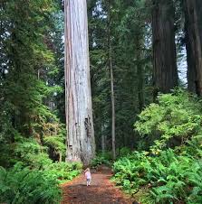 We rented a cabin for my birthday. Things To Do In Redwood National Park With Kids Visit Redwood With Kids