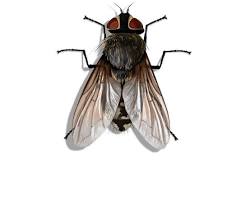 Cluster fly (Pollenia rudis)