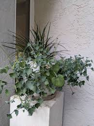 Image result for Senecio oxyriifolius
