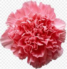 Check spelling or type a new query. Pink Flowers Carnation Clip Art Png 2489x2569px Pink Flowers Carnation Color Cut Flowers Dianthus Download Free