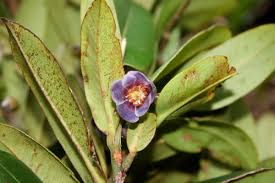 Image result for Pentaphylacaceae