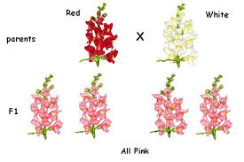 We did not find results for: In 4 O Clock Plants The Crossing Of Red And White Flowered Pure Parental Stocks Produced Pink Flowered Plants This Type Of Genotypic Expression Is Known As
