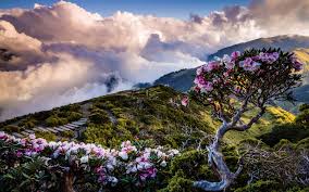 Maybe you would like to learn more about one of these? Herunterladen Hintergrundbild Berg Blumen Rhododendren Morgen Sonnenaufgang Baum Mit Rosa Bluten Gebirge Berge Uber Den Wolken Hochland Taiwan Asien Mit Einer Auflosung Zu Uberwachen 1920x1200 Bilder Auf Dem Desktop