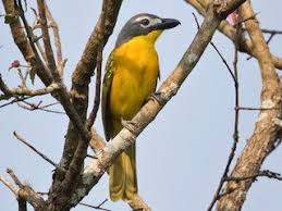 Image result for Micractis bojeri