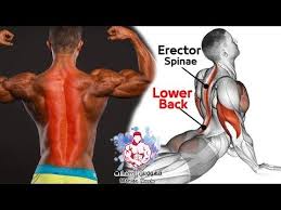Exercise Bodyweight Erector Spinae Strong Lower Back Workout At Home Back Workout At Home Lower Back Exercises Back Workout