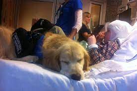 How Seizure Dogs Help People With Epilepsy Live Better Hop