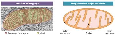 The outer membrane covers the surface of the mitochondrion, while the inner membrane is located within and has many folds called cristae. Mitochondria Bioninja