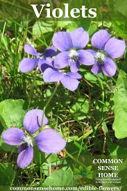 Cooking with edible flowers is back. Edible Flowers List With Flower Names And Pictures