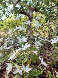 Image result for Aneilema pedunculosum