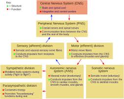 Nervous System Central System Peripheral System Nerves