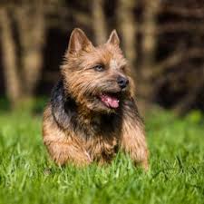 See more ideas about norwich terrier, norwich, cairn terrier. Norwich Terrier Hunderasse Mit Bild Info Temperament Charakteristiken Und Fakten