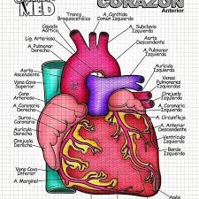 Diferencias entre orejuela derecha e izquierda. Apuntes De Medicina Added A New Apuntes De Medicina