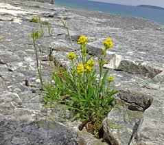 Image result for Solidago simplex