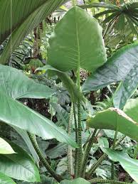 Alocasia zebrine reticulata is a very rare plant seldom seen in the wild. Lg Reticulata Elephant Ear Plant Alocasia Zebrina Urban Perennials