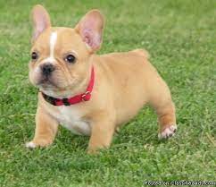 Juno is a miniature bulldog (french bulldog x english bulldog). Cute French Bulldog Puppies For Sale For Sale In Manhattan Kansas Classified Americanlisted Com